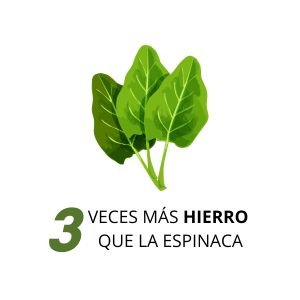 ESPINACA 4